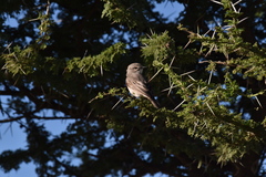 Bradornis microrhynchus