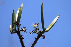 Pachypodium rutenbergianum