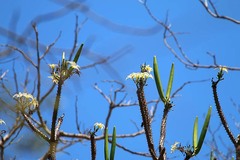 Pachypodium rutenbergianum
