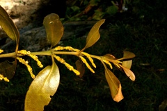 Phoradendron nervosum