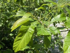 Castanea ozarkensis