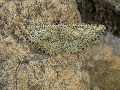 Heliomata glarearia