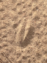 Raphicerus campestris