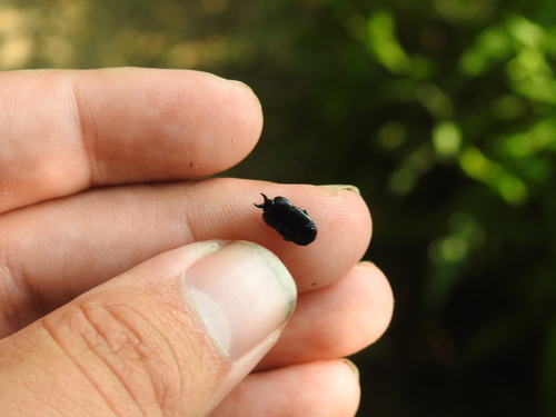 Hololepta aequalis