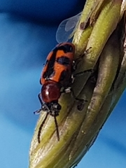 Crioceris bicruciata