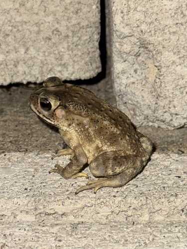 Asian Common Toad