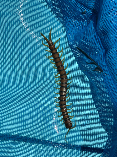 Mediterranean Banded Centipede
