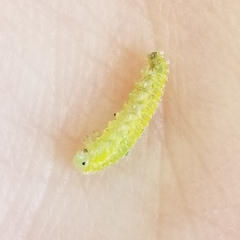 Periclista marginicollis