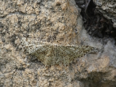 Heliomata glarearia