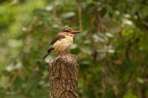 iNaturalist image
