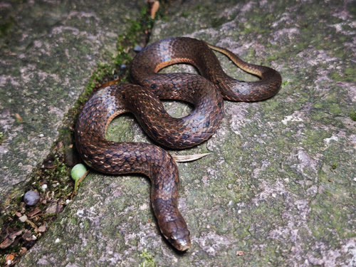 Photo of a Chinese Mountain Snake (Plagiopholis styani)