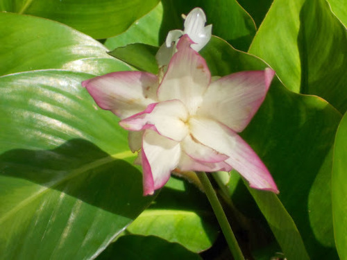 Goeppertia loeseneri (J.F.Macbr.) Borchs. & S.Suárez