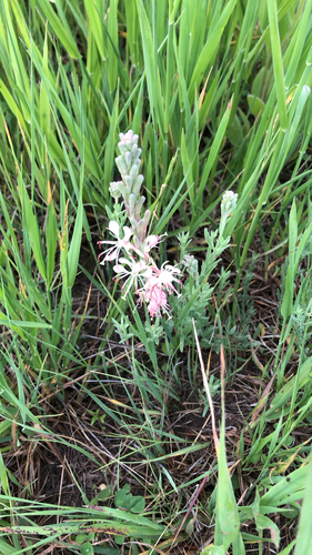 Scarlet Beeblossom