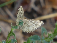 Heliomata glarearia