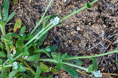 Plagiobothrys collinus