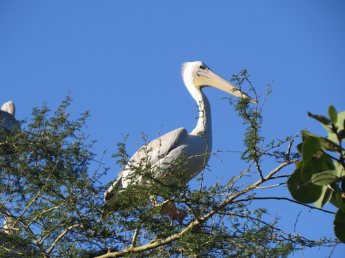 iNaturalist image