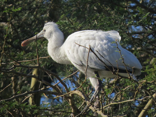 iNaturalist image