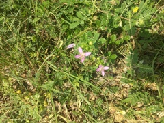 Cleome felina