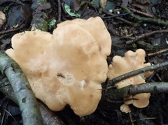 Rhodocybe piperita