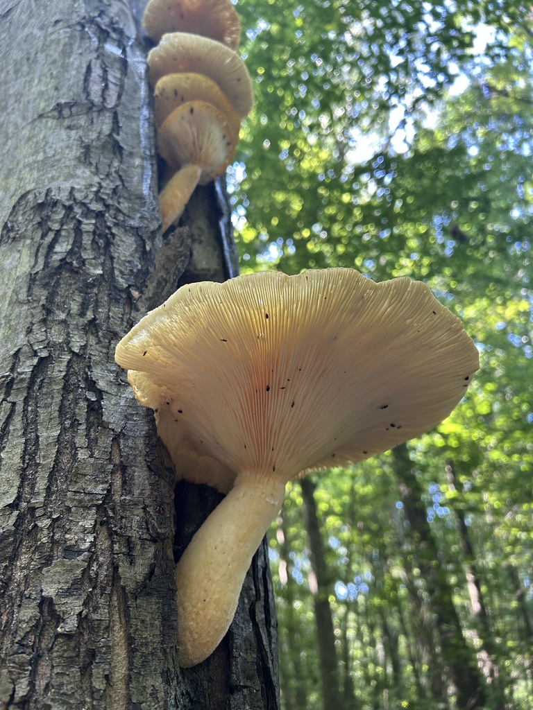 Lynx Paw Oyster · July 2026 · photo: Photo: no rights reserved · iNaturalist