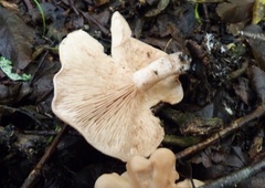 Rhodocybe piperita