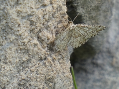 Heliomata glarearia
