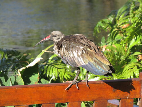 iNaturalist: (c) Gareth Bain, some rights reserved (CC BY-NC), uploaded by Gareth Bain iNaturalist image