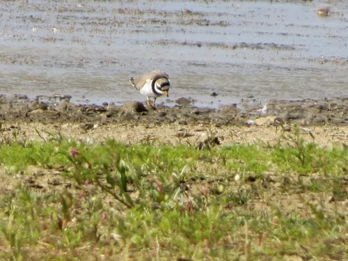 iNaturalist image