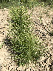 Equisetum telmateia telmateia