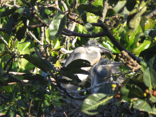 iNaturalist image