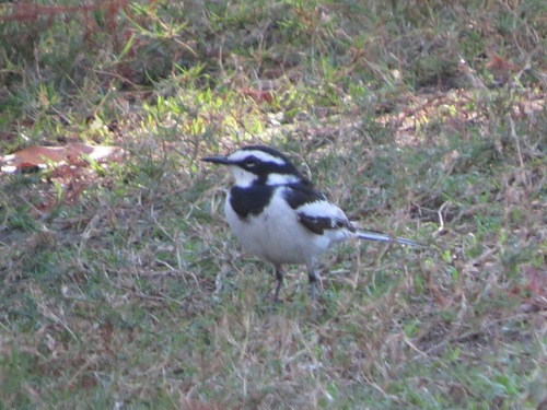 iNaturalist image