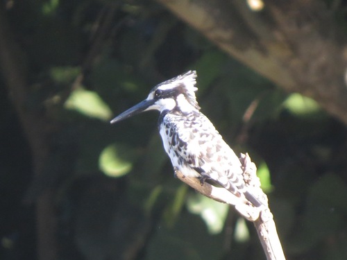 iNaturalist: (c) Gareth Bain, some rights reserved (CC BY-NC), uploaded by Gareth Bain iNaturalist image