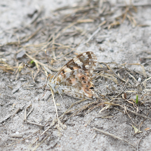 Painted Lady