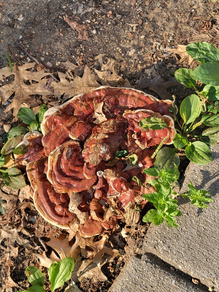 Ganoderma sessile · July 2026 · photo: Photo: no rights reserved · iNaturalist