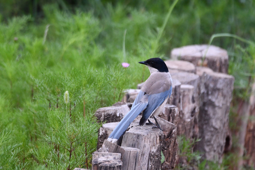 Azure-winged Magpie