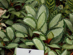 Goeppertia picturata