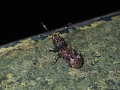 Eucorynus crassicornis