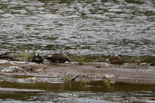Eastern Spot-billed Duck