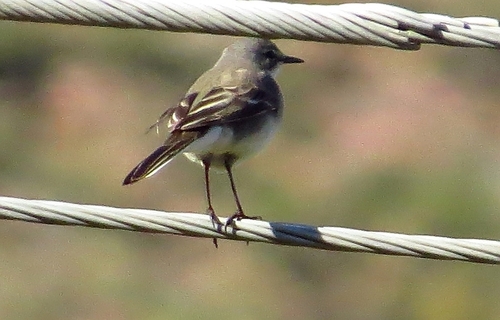 iNaturalist: (c) Marion Maclean, some rights reserved (CC BY-NC), uploaded by Marion Maclean iNaturalist image