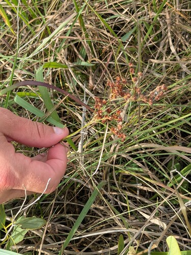Juncus marginatus