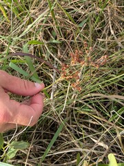 Juncus marginatus