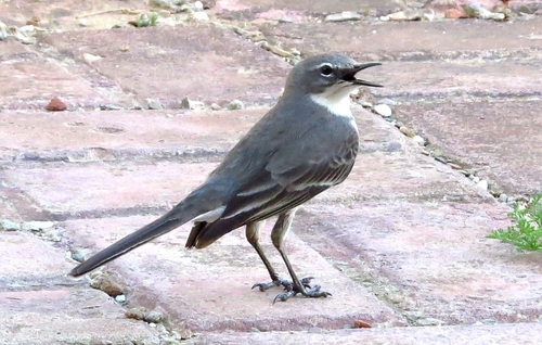 iNaturalist image