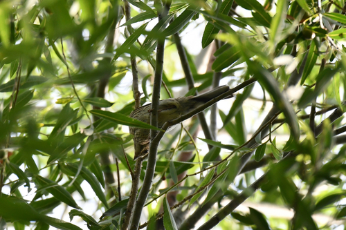 Black-faced Bunting