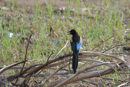 Black-rumped Magpie