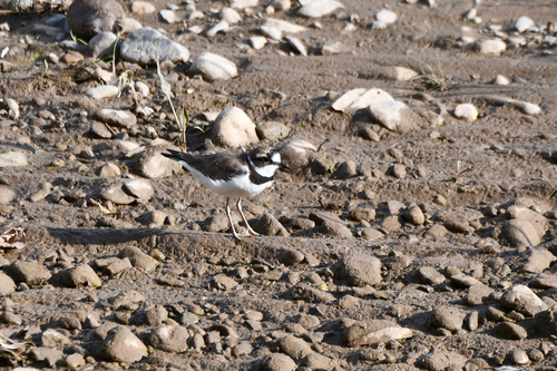 Little Ringed Plover