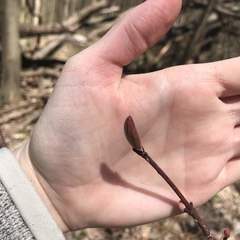Acer pensylvanicum