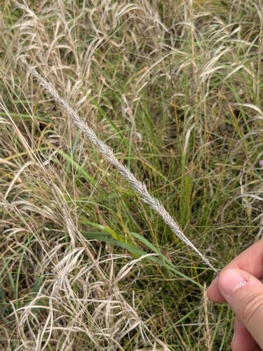 Tridens strictus, photograph 3