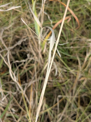 Tridens strictus, photograph 4