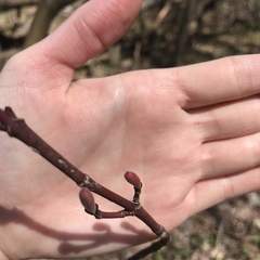 Acer pensylvanicum
