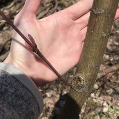 Acer pensylvanicum